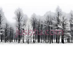 雪景,黑白摄影,黑白色调PNG