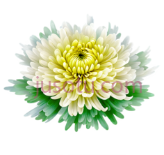 菊花, PNG