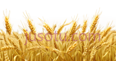 麦穗,自然,金黄色PNG