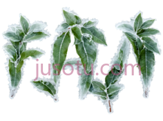 冰冷,叶子PNG