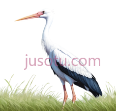 鹤,草原PNG