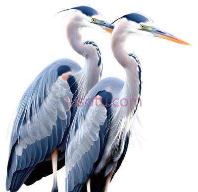 苍鹭,插画,蓝色, PNG