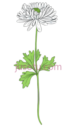 单瓣菊花叶PNG