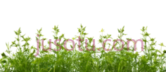 杂草, PNG