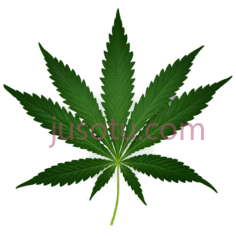 大麻叶,叶子,植物PNG