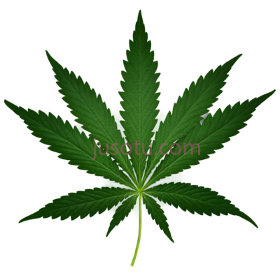 大麻叶,叶子,植物, PNG