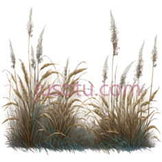 植物,插画,棕色,绿色PNG