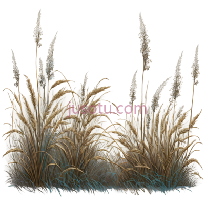 植物,插画,棕色,绿色, PNG