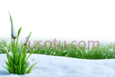 雪地里的草,卡通,绿色PNG