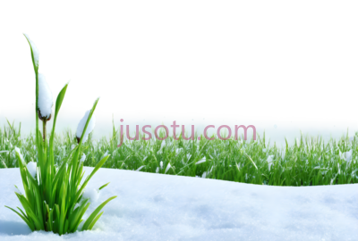 雪地里的草,卡通,绿色, PNG