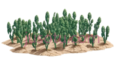树,3D,绿色PNG