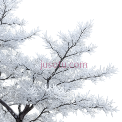 树,雪覆盖,白色, PNG