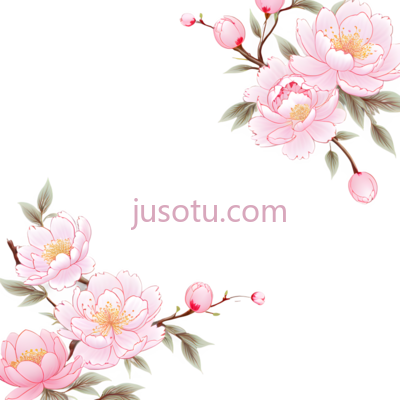 牡丹花,插画,粉色, PNG