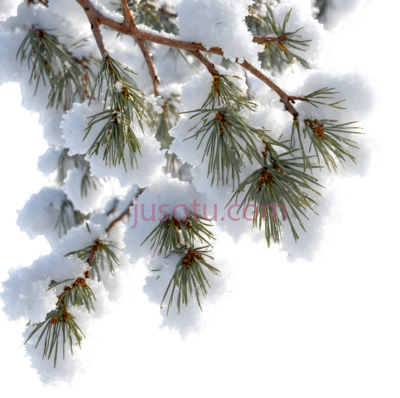 雪松树枝,自然,绿色,白色, PNG