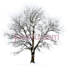 树,冬季,白色PNG