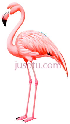 红鹳,火烈鸟PNG