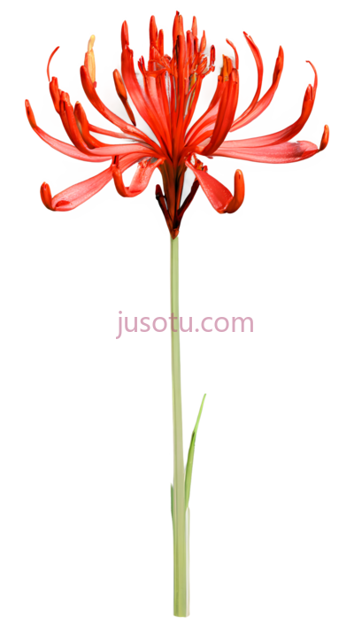 红花,红色, PNG