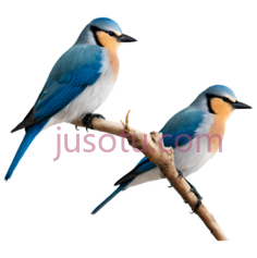 鸟,卡通,蓝色, 白色, 橙色PNG