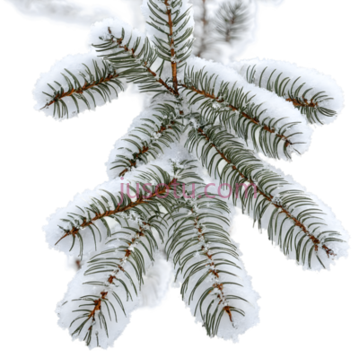 树枝,冬季, PNG