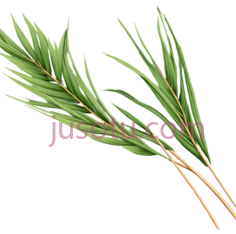 芒叶, PNG