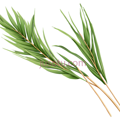 芒叶, PNG