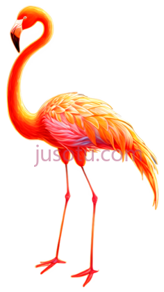 火烈鸟,插画,橙色PNG
