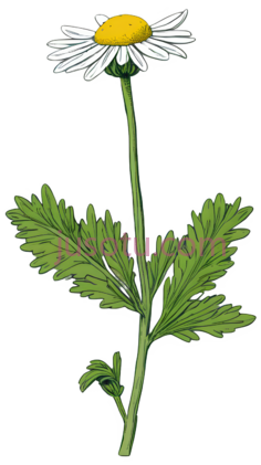 雏菊,插画,白色, 黄色, 绿色PNG