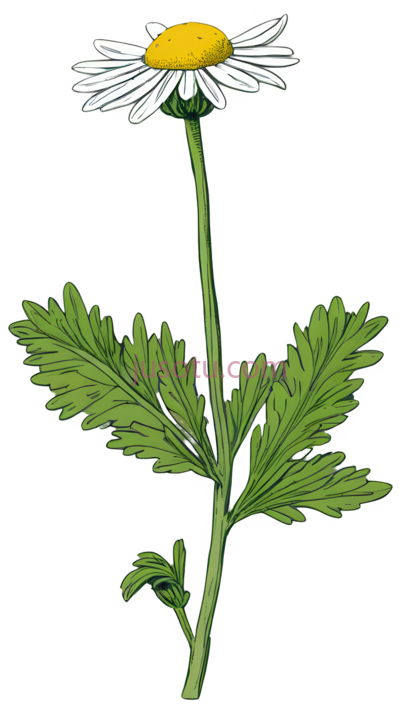 雏菊,插画,白色, 黄色, 绿色, PNG