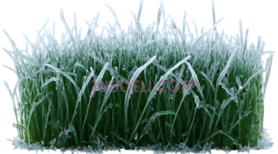 草,微观,绿色, PNG