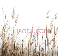 芦苇, PNG
