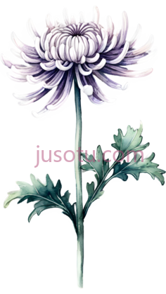 菊花,插画,紫色PNG