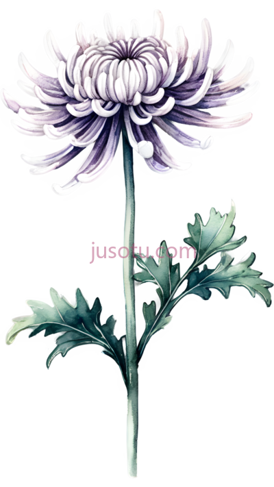 菊花,插画,紫色, PNG