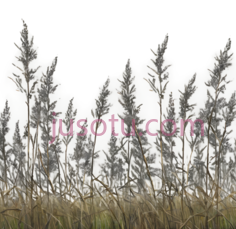 芦苇,插画,绿色PNG