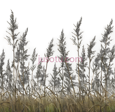 芦苇,插画,绿色, PNG