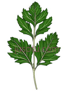 单瓣菊花叶PNG