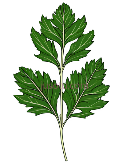 单瓣菊花叶, PNG