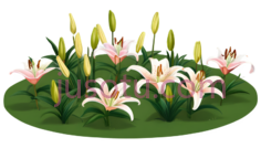 百合花,卡通,粉色PNG