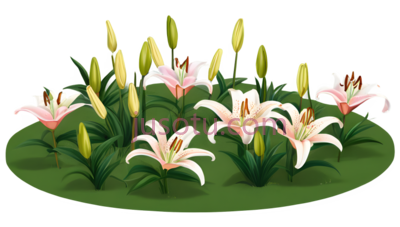 百合花,卡通,粉色, PNG