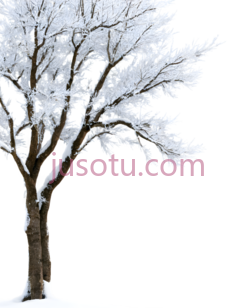 树,冬季雪景,白色PNG