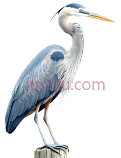 大蓝鹭PNG