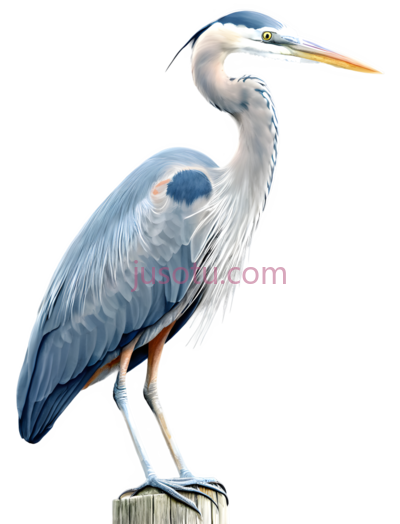 大蓝鹭, PNG