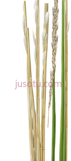芦苇PNG