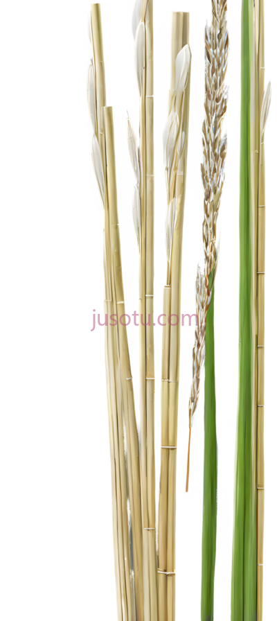 芦苇, PNG