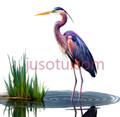 紫鹭PNG