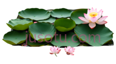 荷花,自然,绿色,粉色PNG