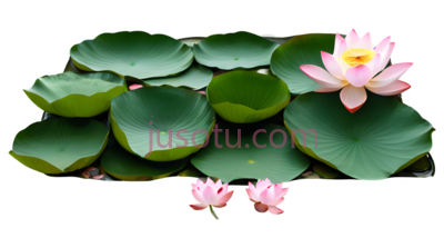 荷花,自然,绿色,粉色, PNG