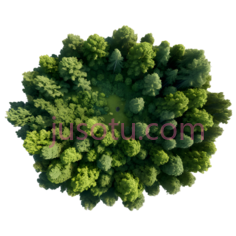 森林,风景PNG