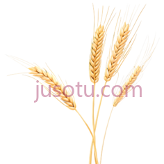 麦穗PNG