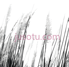芦苇,植物PNG