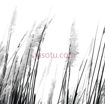 芦苇,植物, PNG